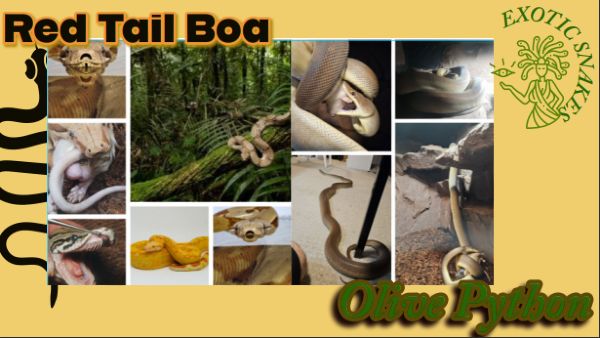 Graphic Design Project 1