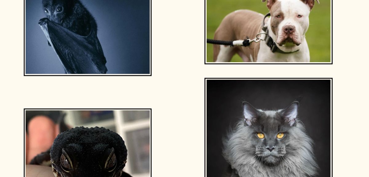 Web Design Project 1